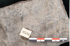 Foto (Detailansicht) von Plantae indet.  (NHMW-GEO-2024-0188-11536)